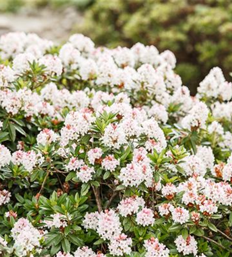 Rhododendron 'Bloombux'®