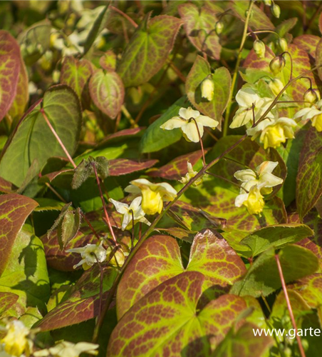 Schwefelgelbe Garten-Elfenblume 'Sulphureum'