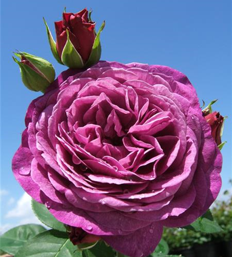 Beetrose 'Heidi Klum-Rose'®