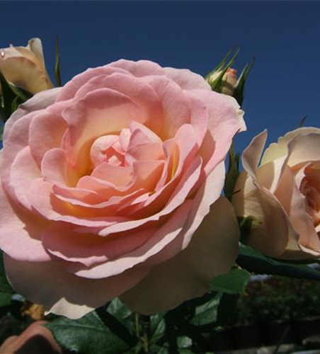 Beetrose 'Garden of Roses'®