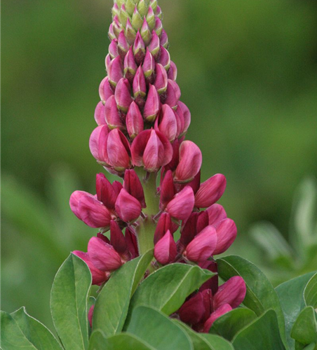 Lupine 'Camelot Red'®