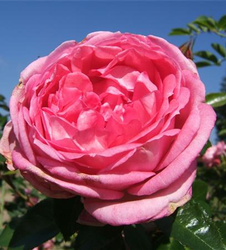 Strauchrose 'La Rose de Molinard'