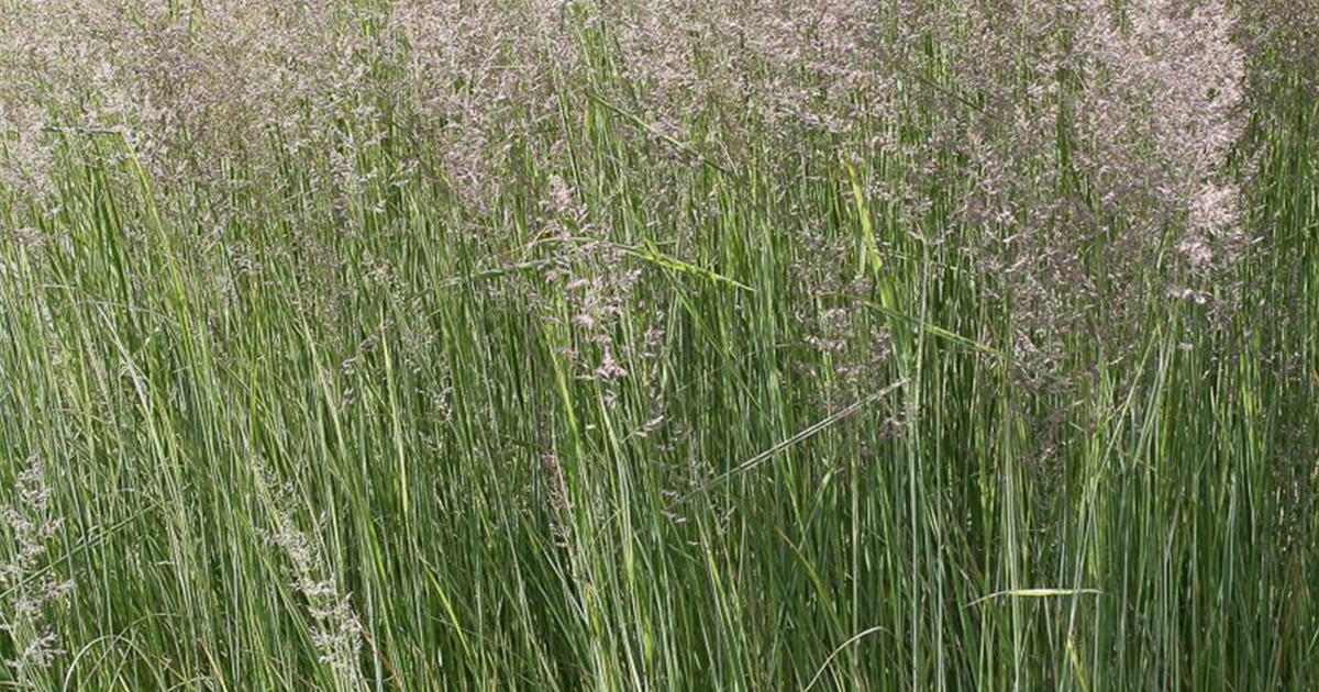 Calamagrostis x acutiflora 'Overdam', Weißgestreiftes Reitgras