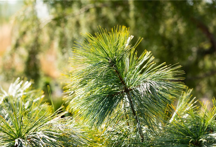 Nadelgehölze pflanzen und den Garten gestalten