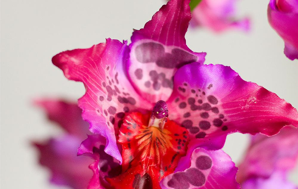 19050_orchideenzweig~01.jpg
