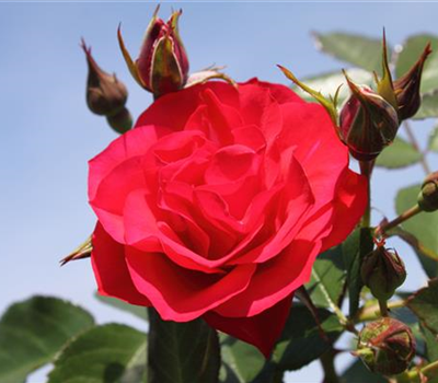 Beetrose 'Black Forest Rose'®