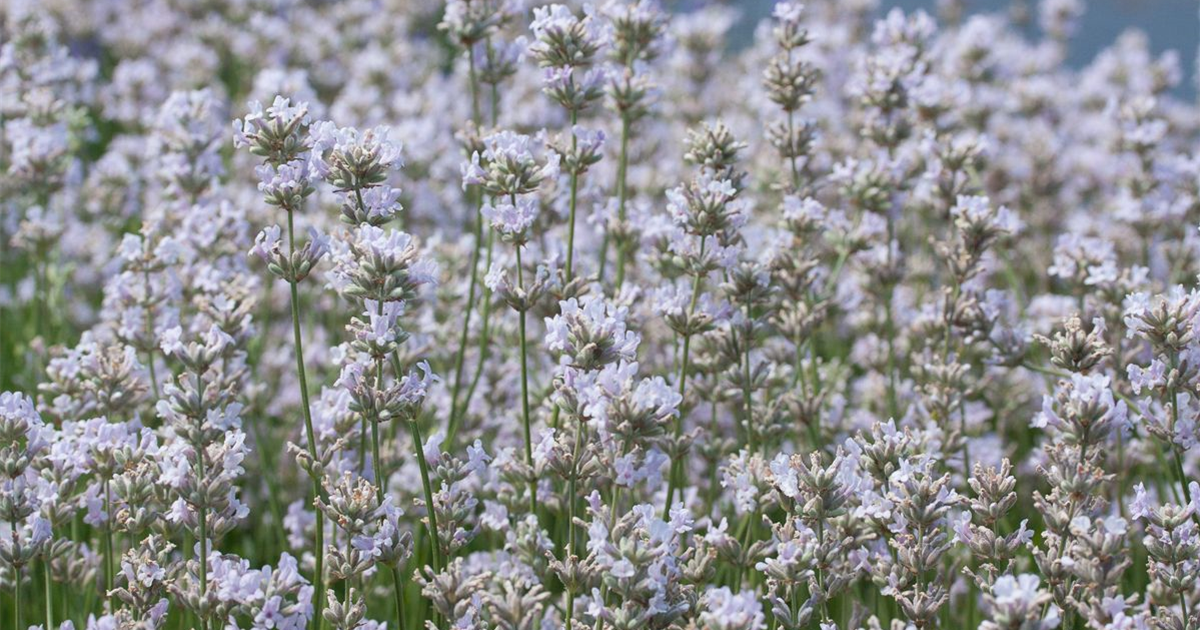 Lavandula angustifolia 'Loddon Pink', Rosablühender Lavendel