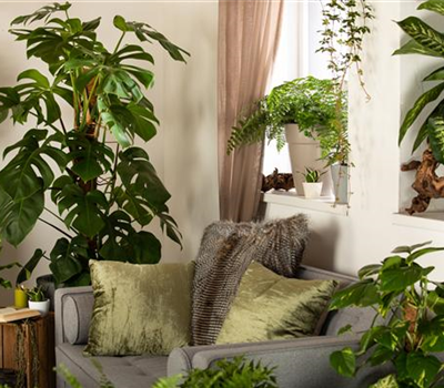 Dekorative Zimmerpflanzen bringen den Urban Jungle ins Haus