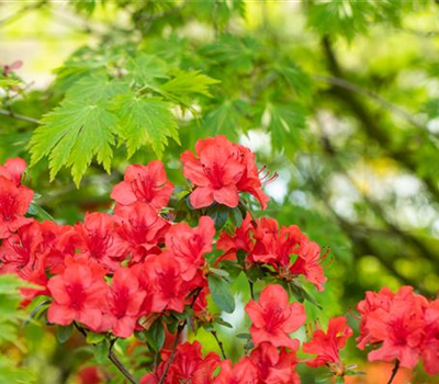 Gartengestaltung mit Rhododendron - Schönheit im Garten
