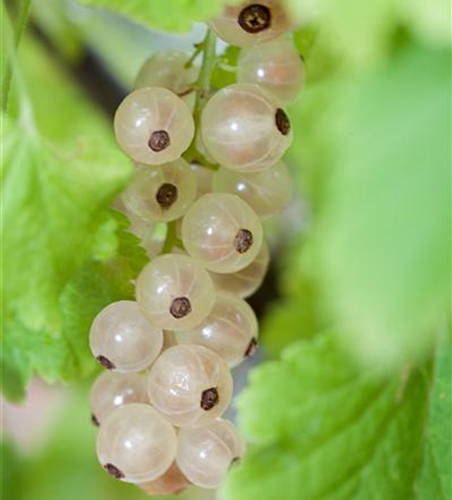Johannisbeere 'Summer Pearls® White'