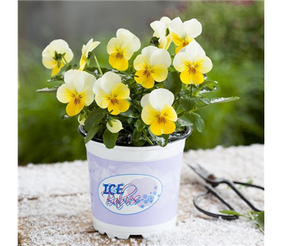 Mini-Winterveilchen 'Ice Babies® Cream Yellow Lip'