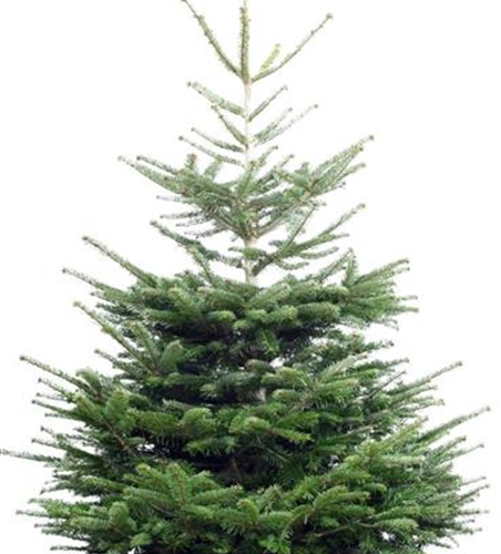 Weihnachtsbaum Nordmanntanne