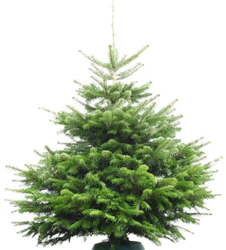 Weihnachtsbaum Nordmanntanne