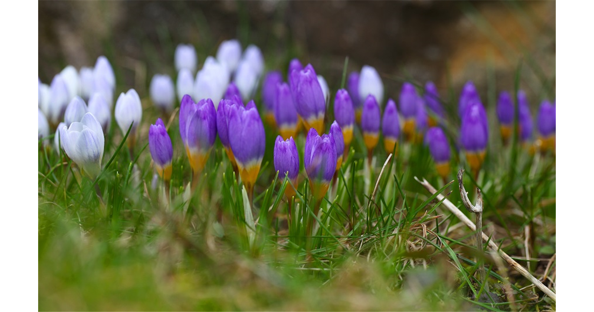 GartenCenter Wernigerode Angebote & Neues