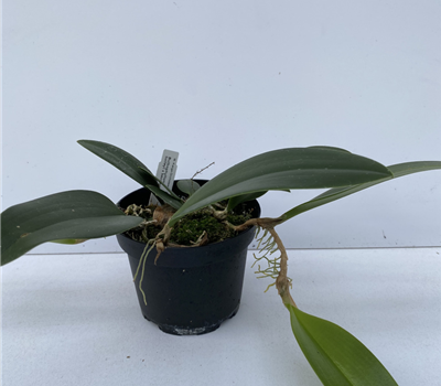 Bulbophyllum baileyi x beccarii