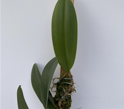 Bulbophyllum baileyi x beccarii