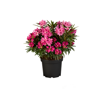 Pontischer Rhododendron 'Graziella'