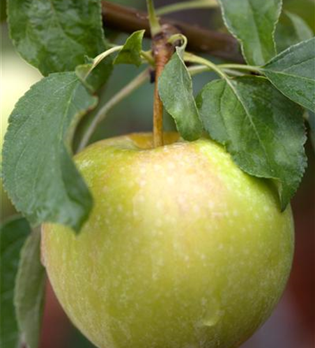 Apfel 'Pinova'(s)