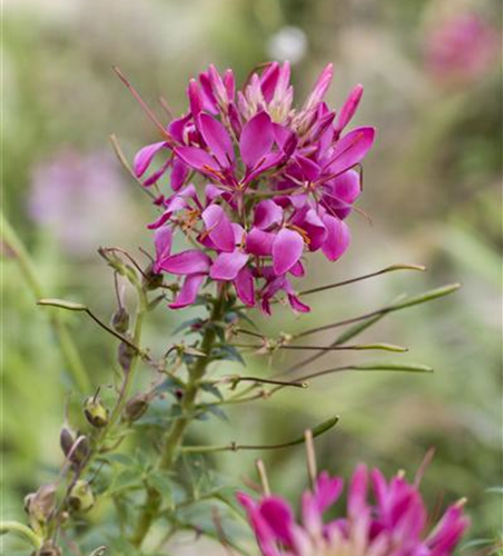 Cleome spinosa, pink