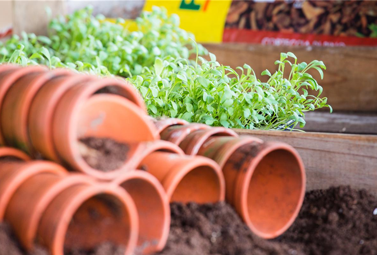 Tomaten Anzucht Tomaten Anzucht