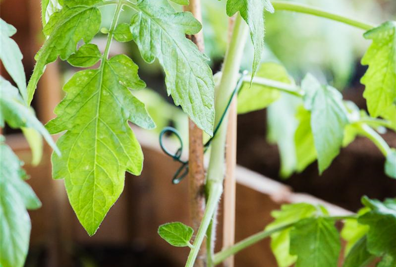 Tomaten Anzucht Tomaten Anzucht