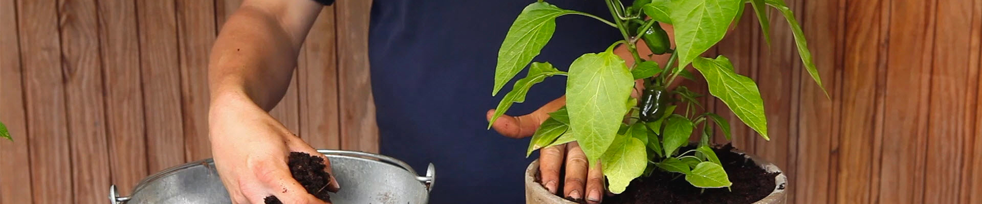 Paprika - Einpflanzen in ein Gefäß (thumbnail) Paprika - Einpflanzen in ein Gefäß (thumbnail)