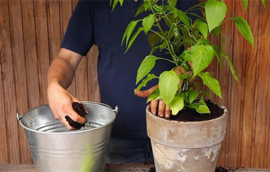 Paprika - Einpflanzen in ein Gefäß Paprika - Einpflanzen in ein Gefäß