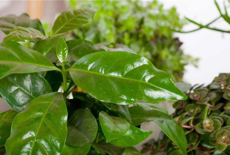 Coffea arabica