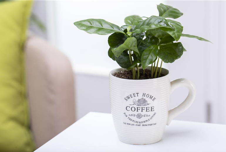 Coffea arabica