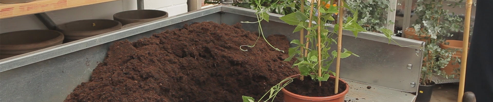 Schwarzäugige Susanne - Umtopfen (thumbnail) Schwarzäugige Susanne - Umtopfen (thumbnail)