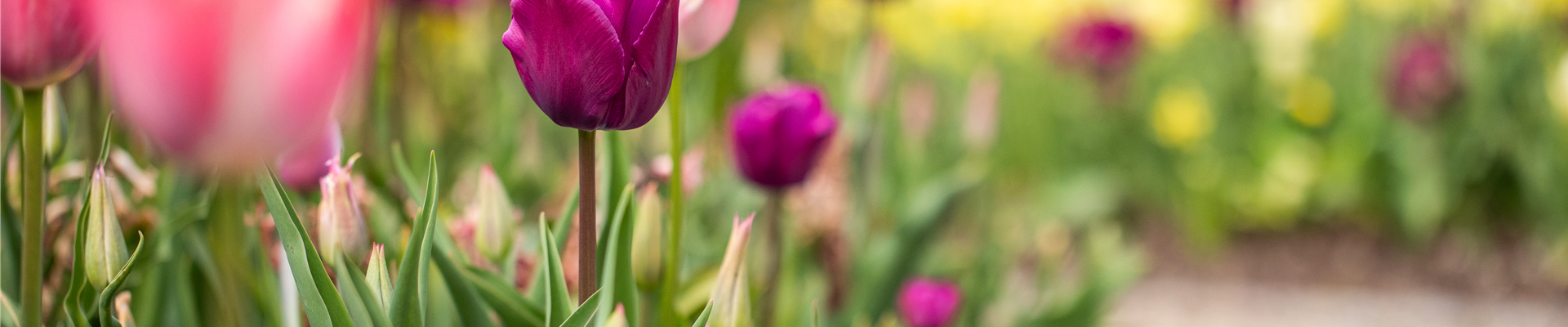 Tulpenbeet Tulpenbeet