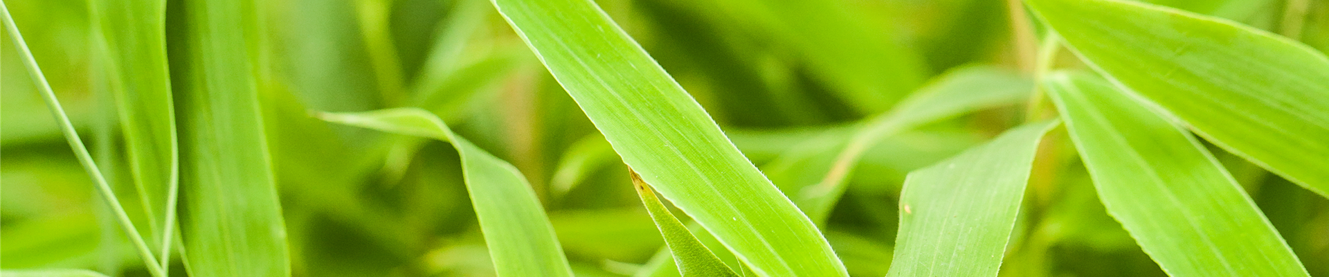 Fargesia murielae Fargesia murielae