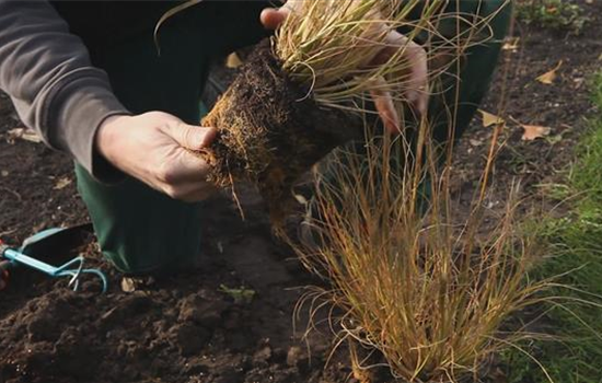 Gräser - Einpflanzen im Garten Gräser - Einpflanzen im Garten