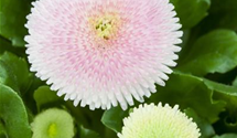 Bellis perennis, gefüllt