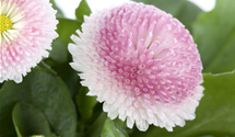 Bellis perennis, gefüllt