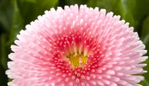 Bellis perennis, gefüllt