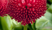 Bellis perennis, gefüllt