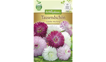 Bellis perennis, gefüllt