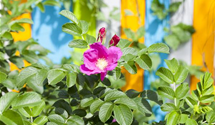 Rosa nitida
