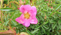 Rosa nitida