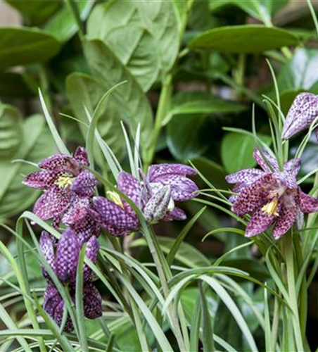 Schachbrettblume im eigenen Garten Schachbrettblume im eigenen Garten