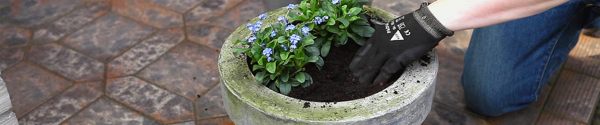 Vergissmeinnicht - Einpflanzen in ein Gefäß (thumbnail)