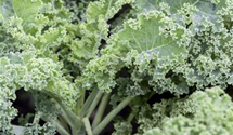 Brassica oleracea var. sabellica 'Halbhoher Grüner Krauser'
