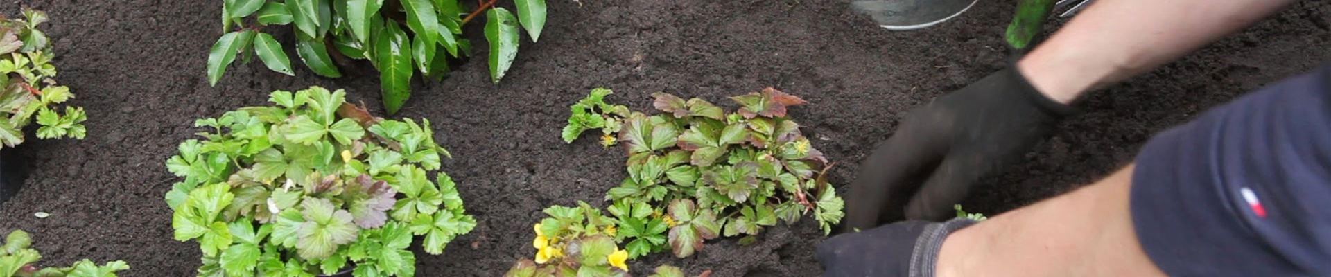 Goldbeere - Einpflanzen im Garten (thumbnail) Goldbeere - Einpflanzen im Garten (thumbnail)