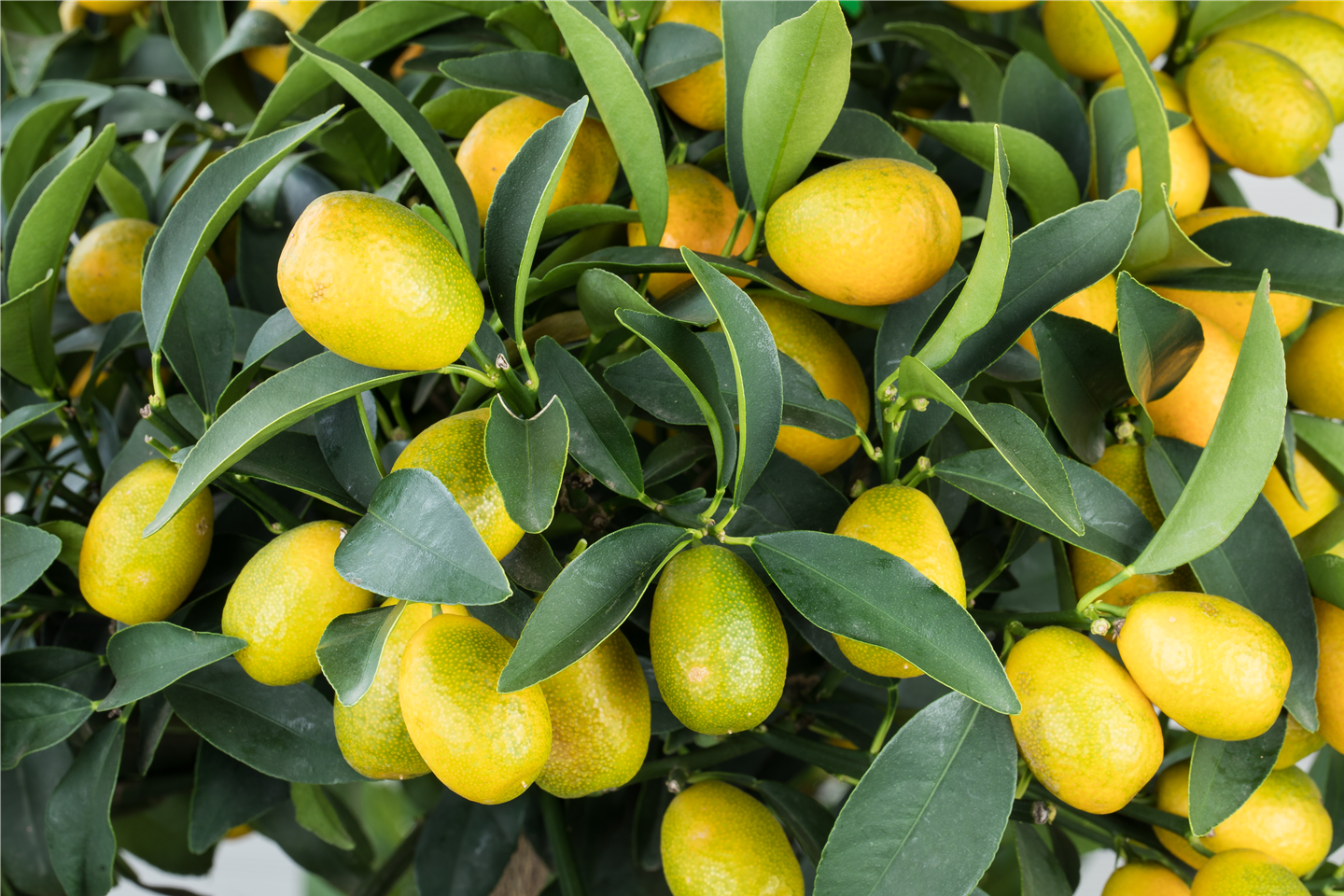 Mediterrane Pflanzen