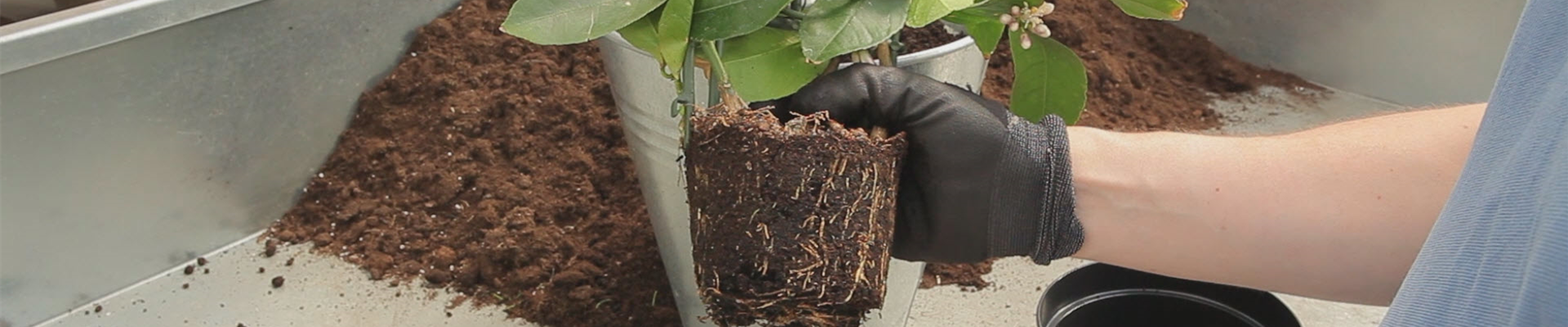 Zitronen - Umtopfen (thumbnail) Zitronen - Umtopfen (thumbnail)