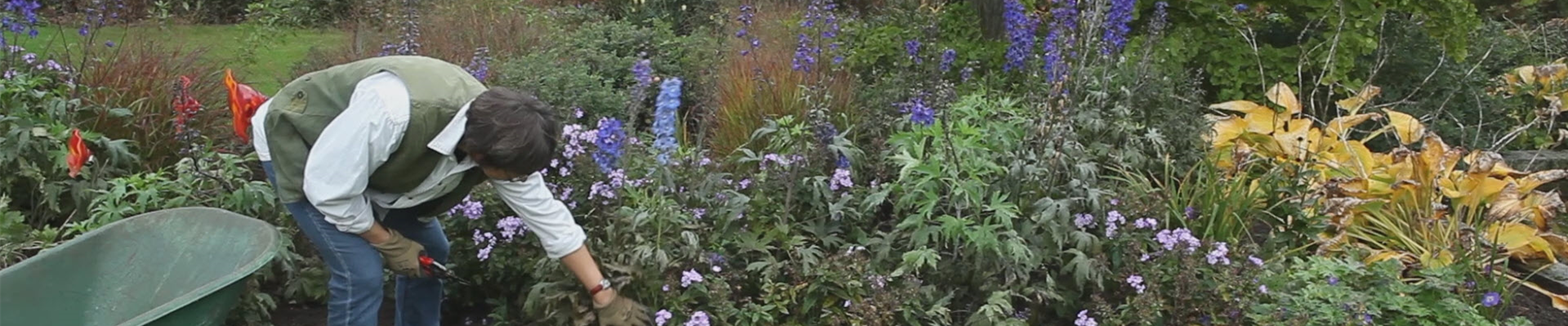 Rittersporn - Zurückschneiden nach der Blüte (thumbnail)