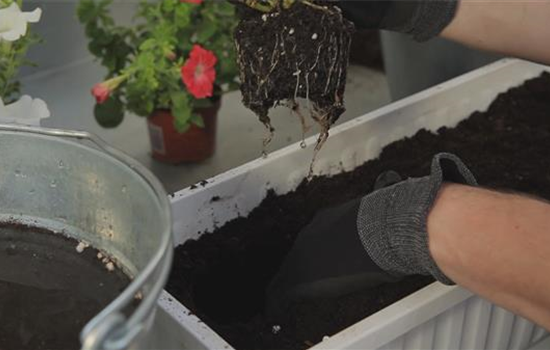 Hängende Petunien - Einpflanzen in einen Balkonkasten Hängende Petunien - Einpflanzen in einen Balkonkasten