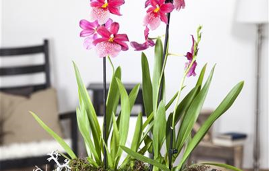 Dicke Luft? Kein Problem mit den richtigen Pflanzen! Dicke Luft? Kein Problem mit den richtigen Pflanzen!