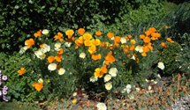 Eschscholzia californica, bunt